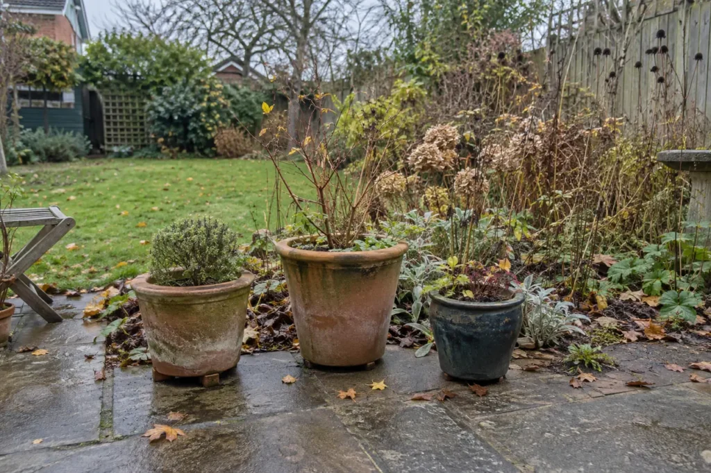 November garden jobs for a small UK garden