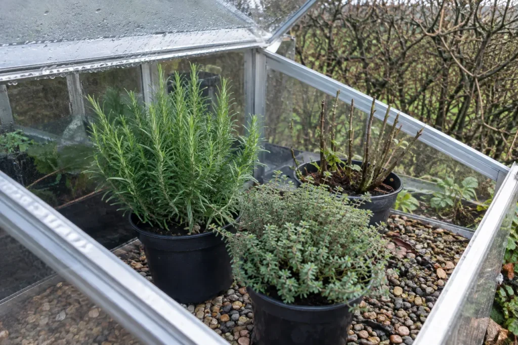What to do with potted herbs in winter